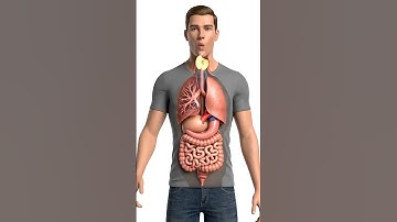 What Happens Inside Your Body When You Eat an Apple | 3D Anatomy Visualization" #freeshape #digitalg