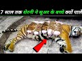 7 साल तक आखिर शेरनी ने सूअर के बच्चे को क्यों पालाMother tiger adopts piglets raises them as her own