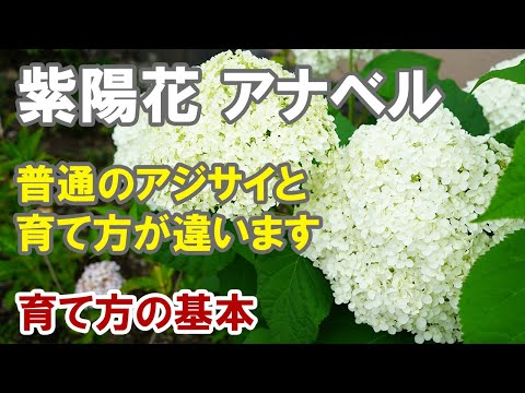 紫陽花 アナベルの育て方 植え替えの適期は 切り戻しは Youtube