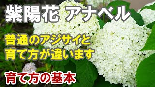 紫陽花 アナベルの育て方　植え替えの適期は？切り戻しは？