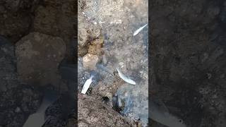 Fishing From Varvala