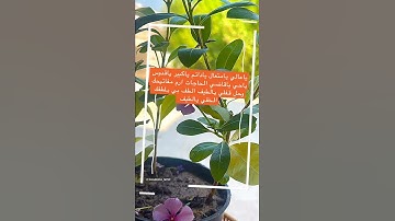 #صباح_الخير #بسم_الله_الرحمن_الرحيم #اللهم_صل_وسلم_على_نبينا_محمد #اذكارالصباح #explore #explorepage