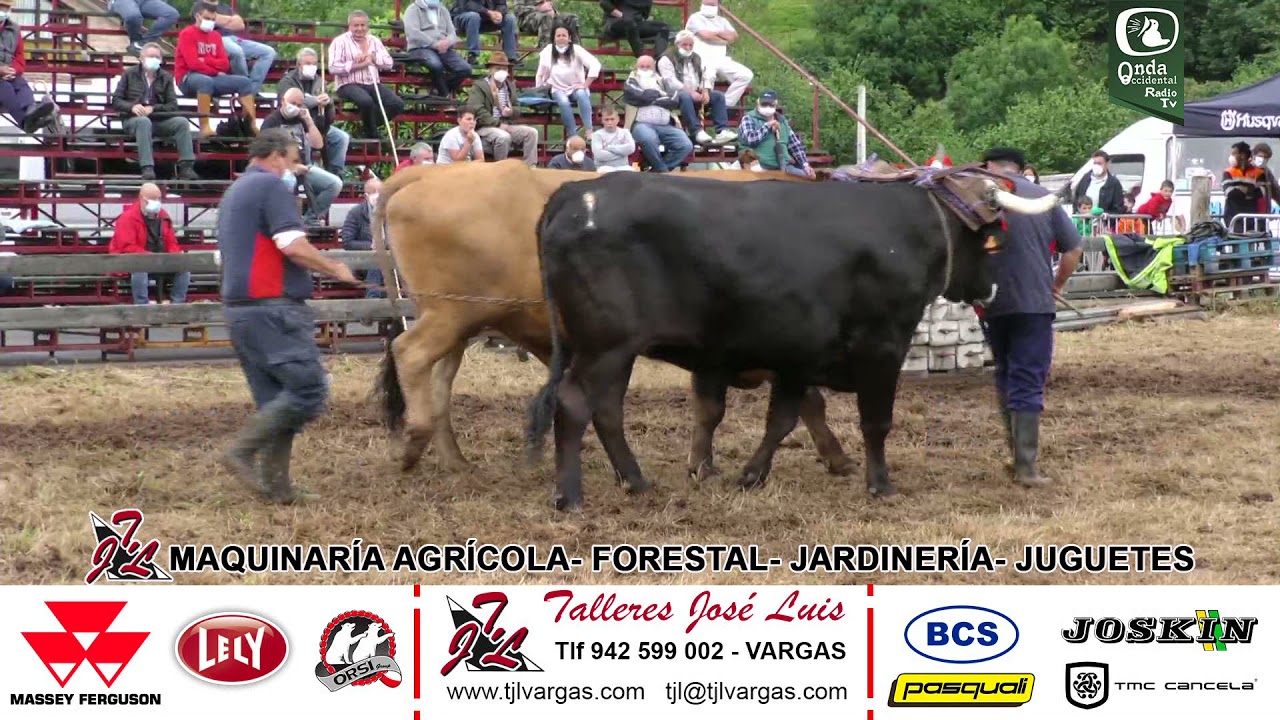 Arrastre de San Bernabé 2020 en Treceño ValdáligaCapture0002
