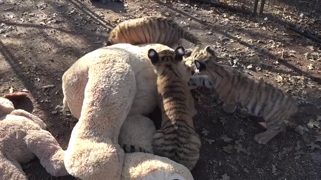 tiger teddy bear