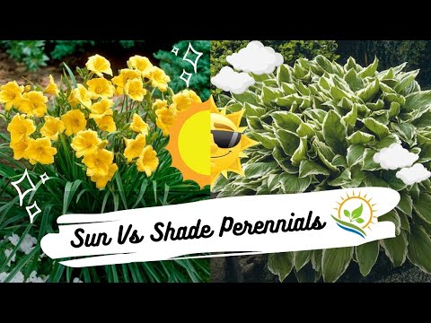 วีดีโอ: Hosta Plants For Sun – การเลือก Hostas ที่ชอบ Sun