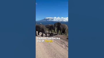 3 ELEPHANT FACTS YOU PROBABLY DIDN