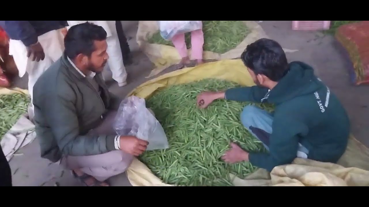 Matar Sabji Mandi Price Today Faridkot Sabji Mandi YouTube matar-sabji-mandi-price-today-faridkot-sabji-mandi-youtube