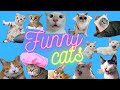 Funny cats compilations 2