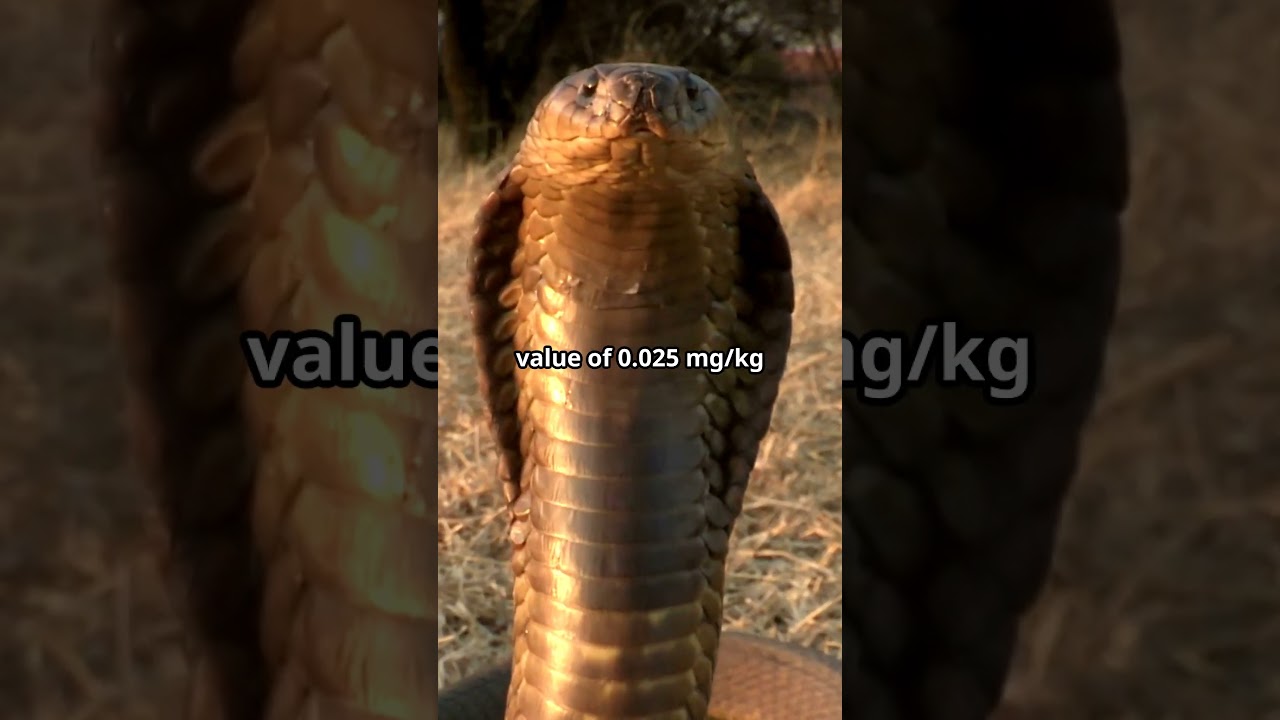 Expert Reveals MOST POISONOUS Snake Lurking Near Your Home!