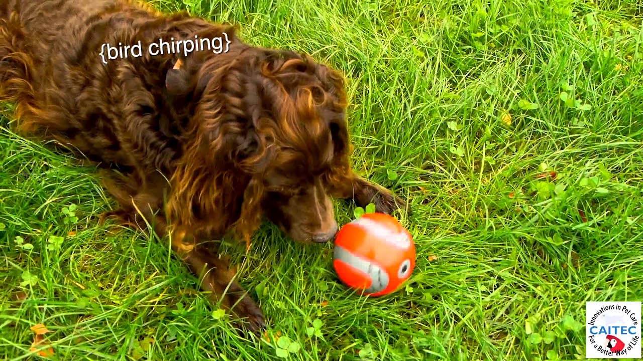 camera iphone 8 plus apk Walky Talky Ball Interactive Dog Toy