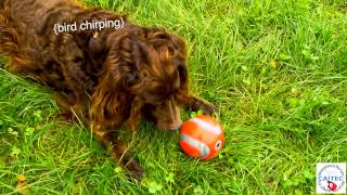 Walky Talky Ball Interactive Dog Toy screenshot 4