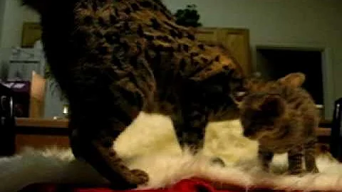 Watch the video about Hercules F2 Savannah Kitten and Jambu F1 4 weeks.avi