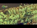 لجماهير النادي العربي الكويتي #2  نرفع الرايات