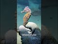 #ocean #pêche #pêcheàlacarpe #poisson