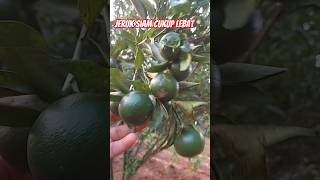 agar tanaman jeruk berbuah lebat maka lakukan perawatan rutin berkala #agrikultur #video #farming