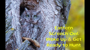 Eastern Screech Owl Woke Up & Get Ready to Hunt