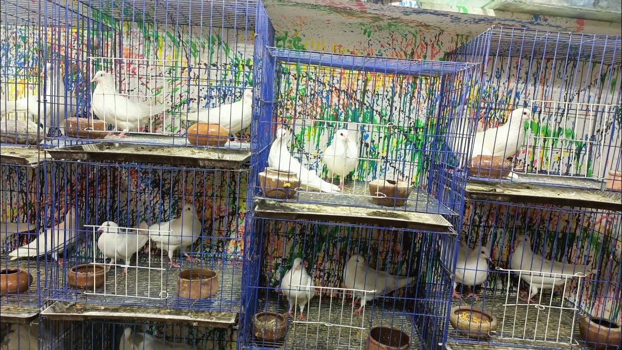 للبيع مجموعه حمام لاحم فرنسي عند يوسف جوده 01111712200#العناني