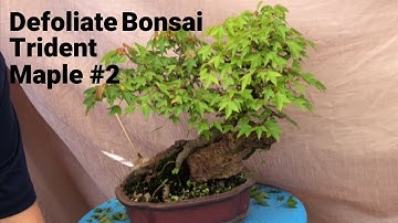 Bonsai Trident Maple Defoliation #2 Spring - ramification reduce leaf size