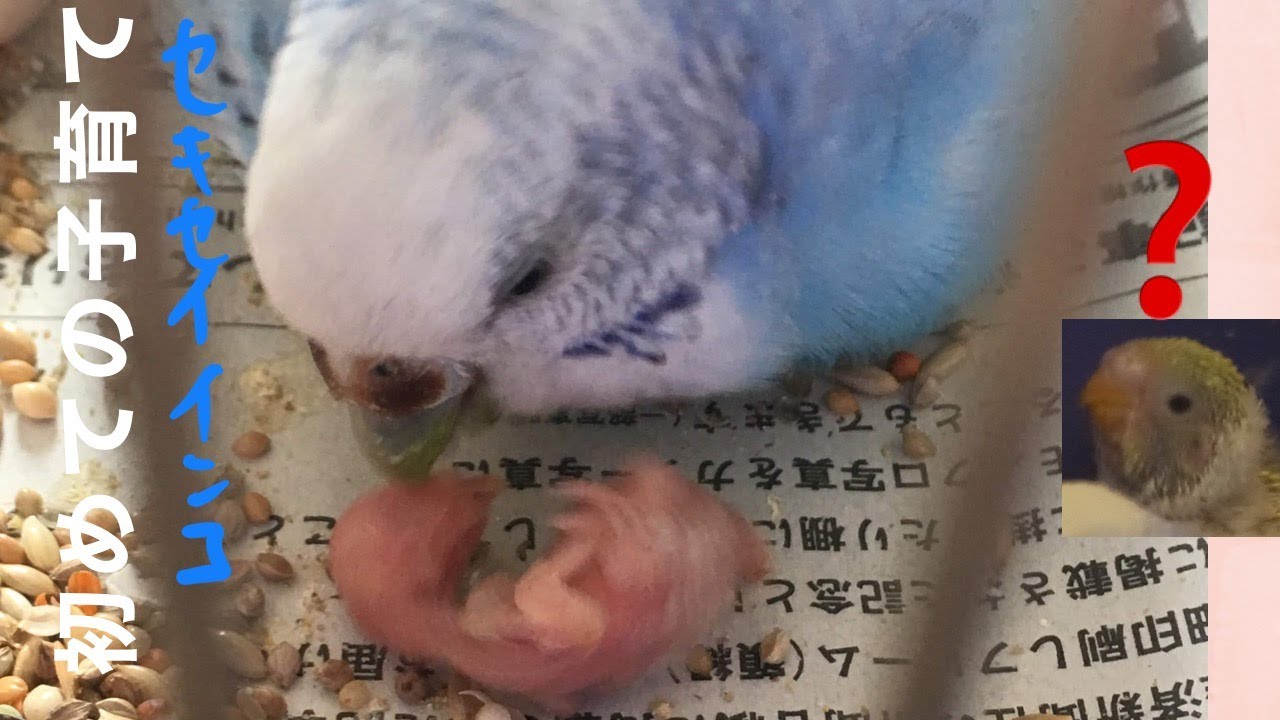 第一子初めての子育て】セキセイインコ ヒナ孵化番外編☆Hatched