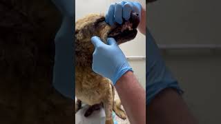 11 Year Old Dog Found With Almost No Teeth, Patches Of Fur Missing, Bones Sticking... [Story Below] by CUDDLY 97 views 4 days ago 1 minute, 13 seconds
