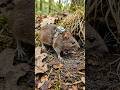 Mouse POV: Inside a Hidden Burrow | Hidden Earth Pov | 1080p #microcamerapov