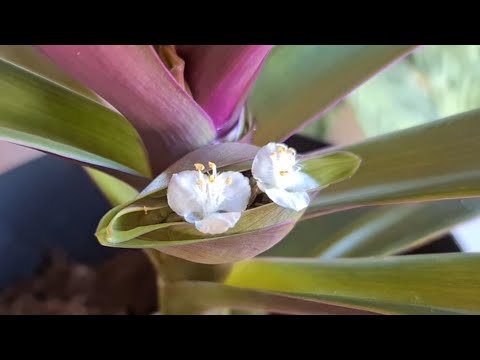 Video: Oriental Hellebore Care: Bahçede Oriental Hellebores Nasıl Yetiştirilir