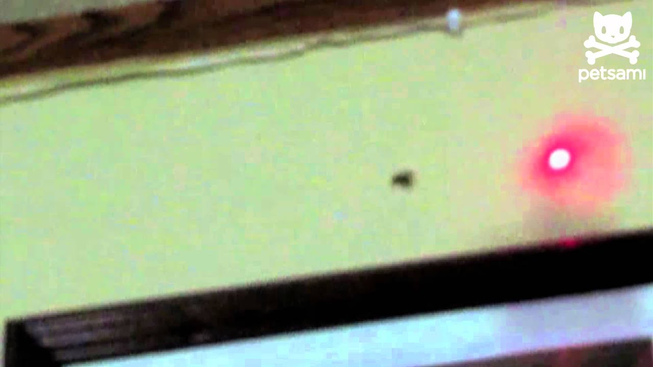 spider chases laser pointer like a dog youtube