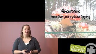 Mushroom Toxicity in Dogs