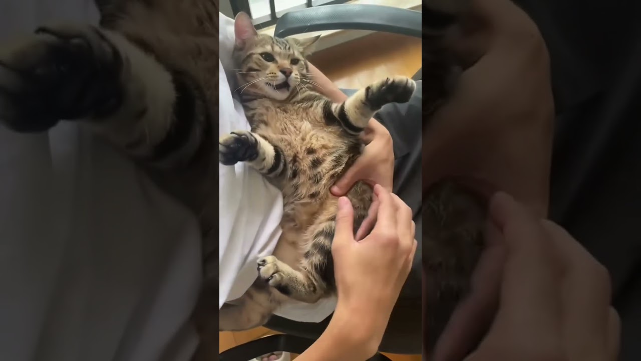 Cat runs in circles when he hears the word &ldquo;walk&rdquo;  #CatWalkExcitement #FunnyCats #Shorts #Viral