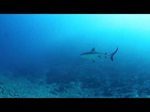 Fiji - Gau Island "Nigali Passage"
