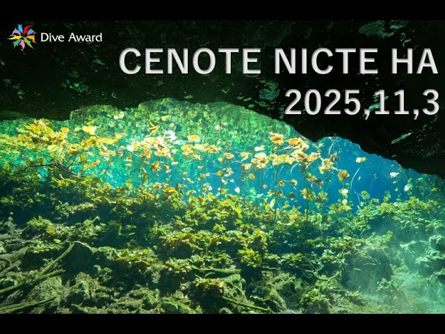 DiveAward セノーテ ニクテハ 2025年11月3日 - YouTube