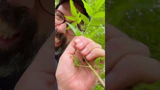 Squeezing Spotted Lanternfly Nymphs Off A Tree Of Heaven