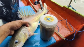 Bongkar umpan kucur AT, Umpan Baung Gacor