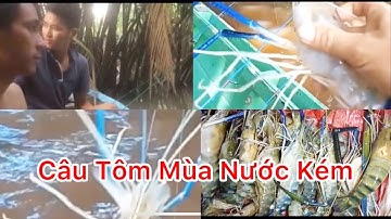 Đi Câu Tôm Càng Xanh Trên Sông Tiền Chính Vụ – Săn Bắt Miền Tây Hấp Dẫn!