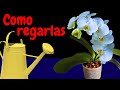 Como regar tus orquídeas | Consejos para regar orquídeas Phalaenopsis | cuidados |