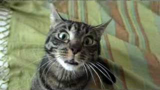 Psycho Cat
