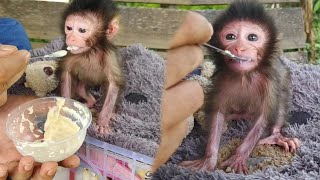 little by little the newborn baby monkeys are starting to like porridge
