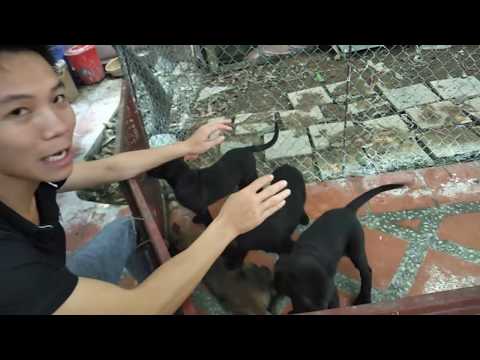 Video Chó becgie Malinois đen - youtube