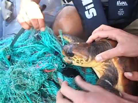 Vídeo: Salvando As Tartarugas Da Baía Akumal - Rede Matador
