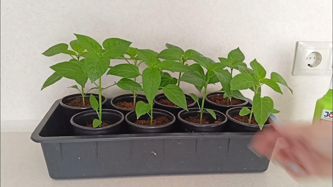 Пикировка томатов в марте. Черный перец рассада. Рассада перцев в марте. Курчавость рассады перцев. Ростки болгарского перца.