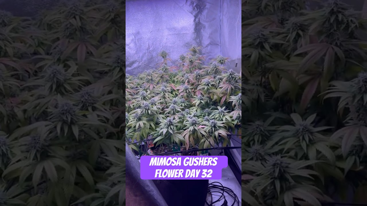 Mimosa Gushers Strain Flower Day 32 XXL LST Scrog  