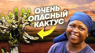 видео: Как живут люди в ЮАР. Крайне опасный кактус, самое толстое дерево и рефлексотерапия иглами дикобраза картинка: Как живут люди в ЮАР. Крайне опасный кактус, самое толстое дерево и рефлексотерапия иглами дикобраза