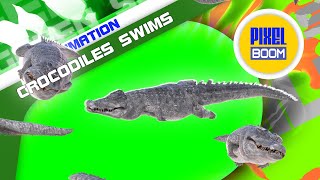 Green Screen Group of Crocodiles Swims - PixelBoom