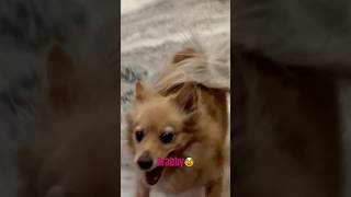 Cute Puppy  dogscutepets