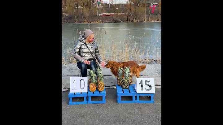 Un cane intelligente aumenta i suoi soldi in modo intelligente #shorts
