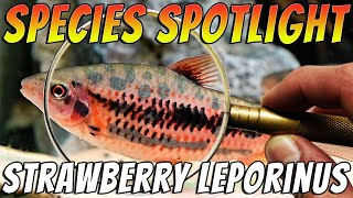 Strawberry Leporinus - Leporinus granti - Rare Freshwater Tropical Aquarium Fish Thumbnail