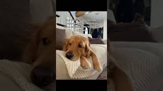 Controversial things I did for my dog's allergies. #trending #foryou #fyp #pets