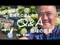 初めてのガーデニング！山紫陽花や紫陽花の楽しみ方！吉岡麗子さんに学ぶ剪定置場所Q&Aなど