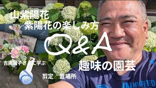 Gardening for Beginners! How to Enjoy Mountain Hydrangeas and