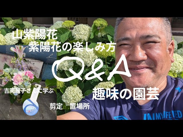 Gardening for Beginners! How to Enjoy Mountain Hydrangeas and